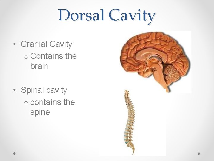 Dorsal Cavity • Cranial Cavity o Contains the brain • Spinal cavity o contains