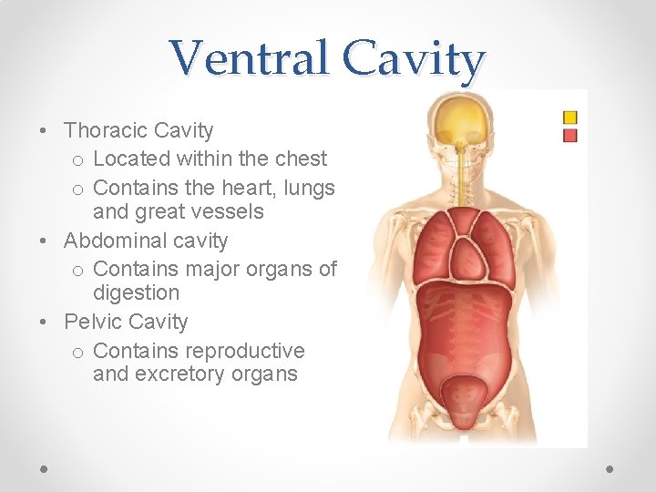 Ventral Cavity • Thoracic Cavity o Located within the chest o Contains the heart,