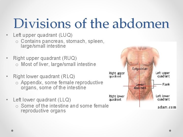 Divisions of the abdomen • Left upper quadrant (LUQ) o Contains pancreas, stomach, spleen,