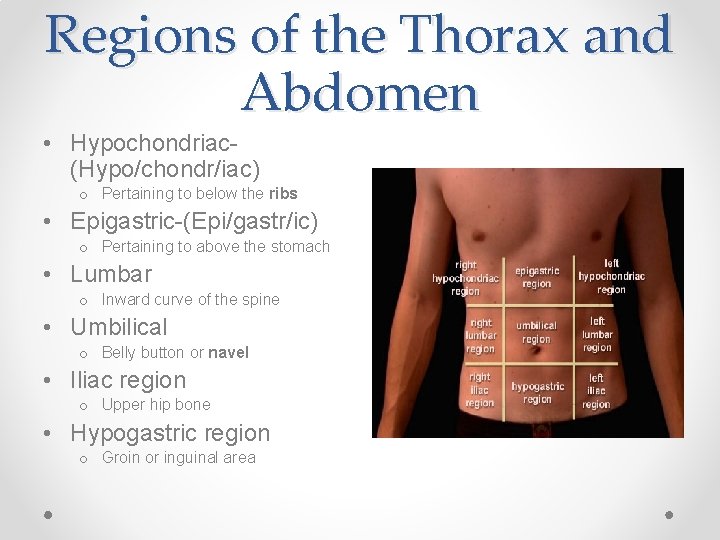 Regions of the Thorax and Abdomen • Hypochondriac(Hypo/chondr/iac) o Pertaining to below the ribs