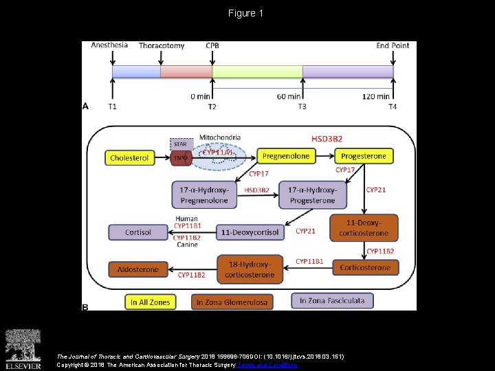 Figure 1 The Journal of Thoracic and Cardiovascular Surgery 2018 156696 -706 DOI: (10.