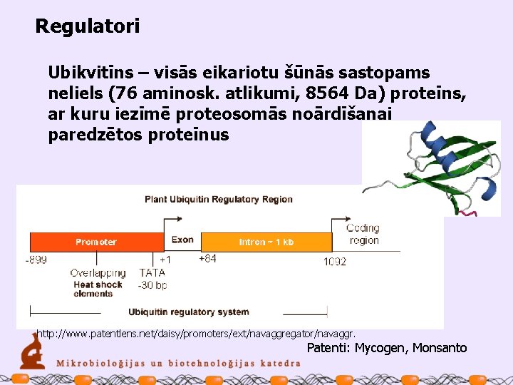 Regulatori Ubikvitīns – visās eikariotu šūnās sastopams neliels (76 aminosk. atlikumi, 8564 Da) proteīns,