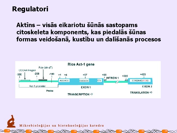 Regulatori Aktīns – visās eikariotu šūnās sastopams citoskeleta komponents, kas piedalās šūnas formas veidošanā,