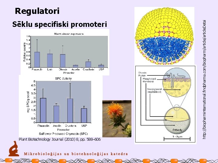 Sēklu specifiski promoteri Plant Biotechnology Journal (2010) 8, pp. 588– 606 http: //biopharminternational. findpharma.