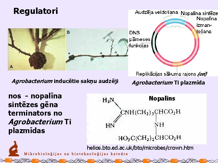 Regulatori Agrobacterium inducētie sakņu audzēji nos - nopalīna sintēzes gēna terminators no Agrobacterium Ti