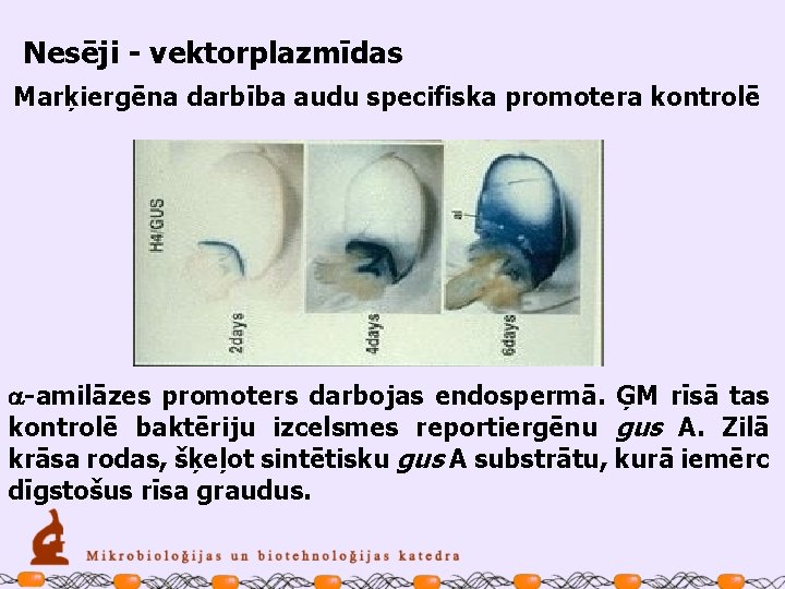 Nesēji - vektorplazmīdas Marķiergēna darbība audu specifiska promotera kontrolē a-amilāzes promoters darbojas endospermā. ĢM