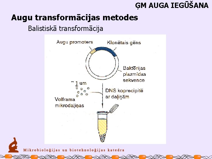 ĢM AUGA IEGŪŠANA Augu transformācijas metodes Balistiskā transformācija 