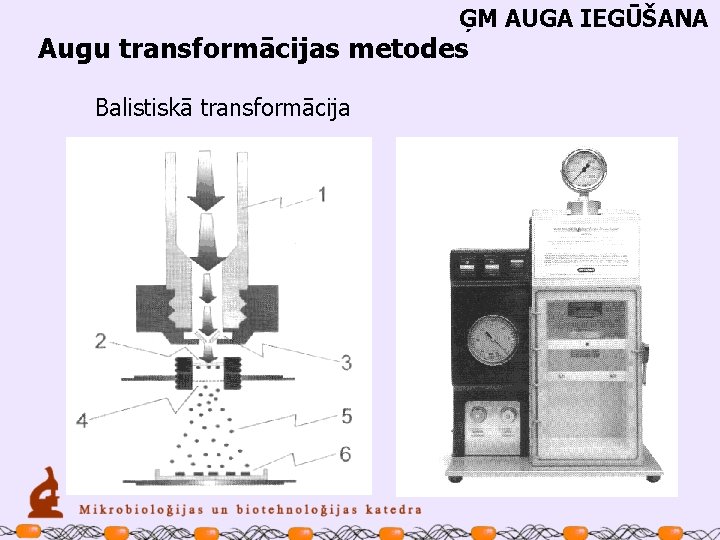 ĢM AUGA IEGŪŠANA Augu transformācijas metodes Balistiskā transformācija 