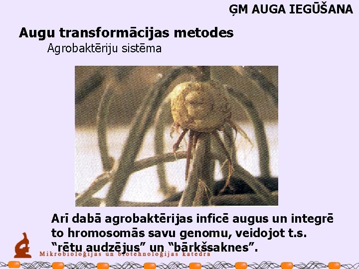 ĢM AUGA IEGŪŠANA Augu transformācijas metodes Agrobaktēriju sistēma Arī dabā agrobaktērijas inficē augus un