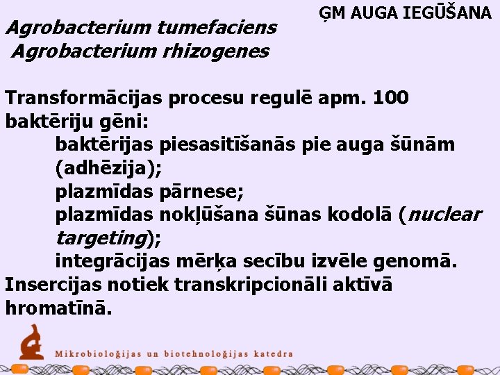 Agrobacterium tumefaciens Agrobacterium rhizogenes ĢM AUGA IEGŪŠANA Transformācijas procesu regulē apm. 100 baktēriju gēni: