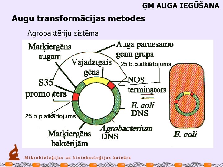 ĢM AUGA IEGŪŠANA Augu transformācijas metodes Agrobaktēriju sistēma 