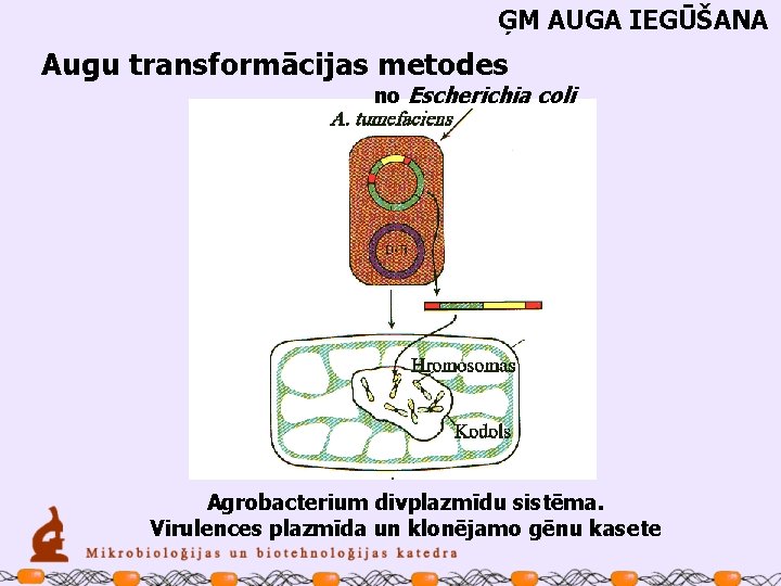 ĢM AUGA IEGŪŠANA Augu transformācijas metodes no Escherichia coli Agrobacterium divplazmīdu sistēma. Virulences plazmīda