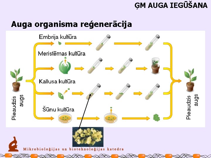 ĢM AUGA IEGŪŠANA Auga organisma reģenerācija 