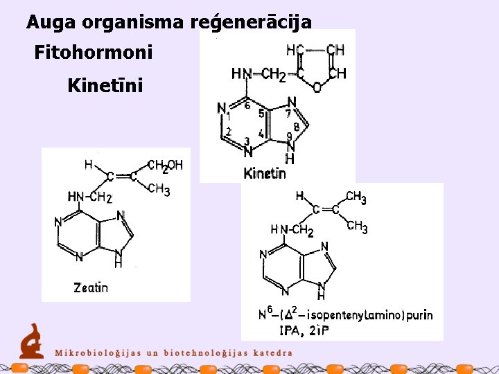 Auga organisma reģenerācija Fitohormoni Kinetīni 
