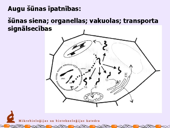 Augu šūnas īpatnības: šūnas siena; organellas; vakuolas; transporta signālsecības 