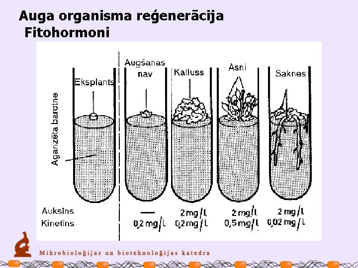 Auga organisma reģenerācija Fitohormoni 