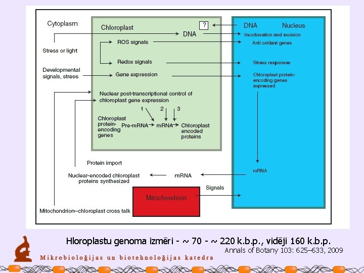 Hloroplastu genoma izmēri - ~ 70 - ~ 220 k. b. p. , vidēji