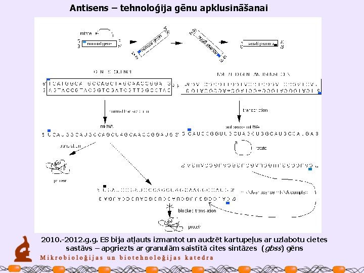 Antisens – tehnoloģija gēnu apklusināšanai 2010. -2012. g. g. ES bija atļauts izmantot un