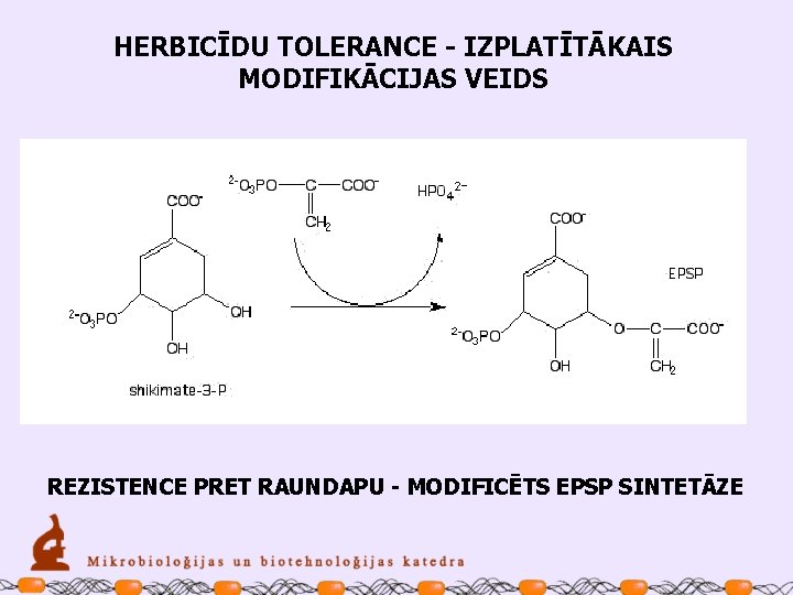 HERBICĪDU TOLERANCE - IZPLATĪTĀKAIS MODIFIKĀCIJAS VEIDS REZISTENCE PRET RAUNDAPU - MODIFICĒTS EPSP SINTETĀZE 