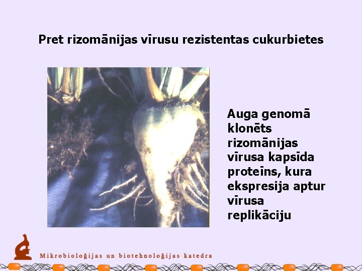 Pret rizomānijas vīrusu rezistentas cukurbietes Auga genomā klonēts rizomānijas vīrusa kapsīda proteīns, kura ekspresija