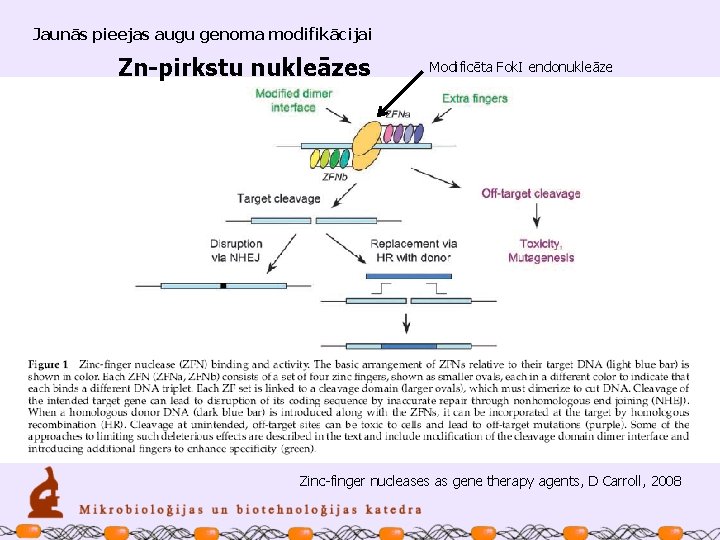 Jaunās pieejas augu genoma modifikācijai Zn-pirkstu nukleāzes Modificēta Fok. I endonukleāze Zinc-finger nucleases as