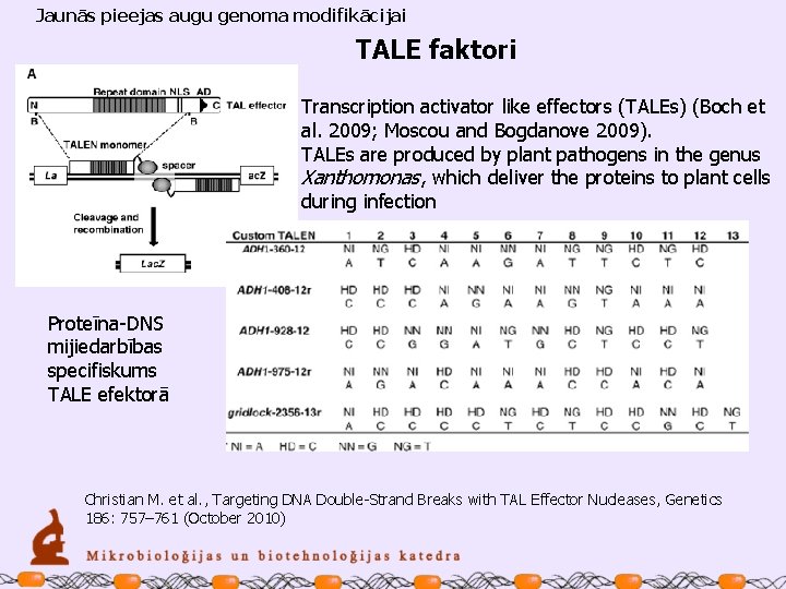 Jaunās pieejas augu genoma modifikācijai TALE faktori Transcription activator like effectors (TALEs) (Boch et
