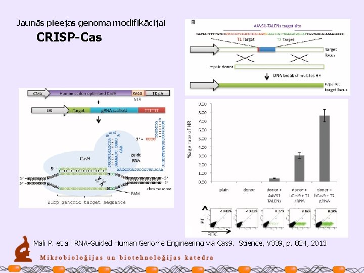 Jaunās pieejas genoma modifikācijai CRISP-Cas Mali P. et al. RNA-Guided Human Genome Engineering via