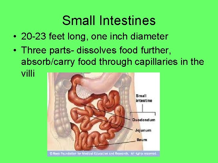 Small Intestines • 20 -23 feet long, one inch diameter • Three parts- dissolves