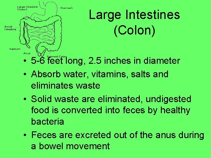 Large Intestines (Colon) • 5 -6 feet long, 2. 5 inches in diameter •