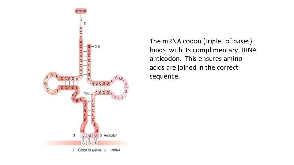 The m. RNA codon (triplet of bases) binds with its complimentary t. RNA anticodon.
