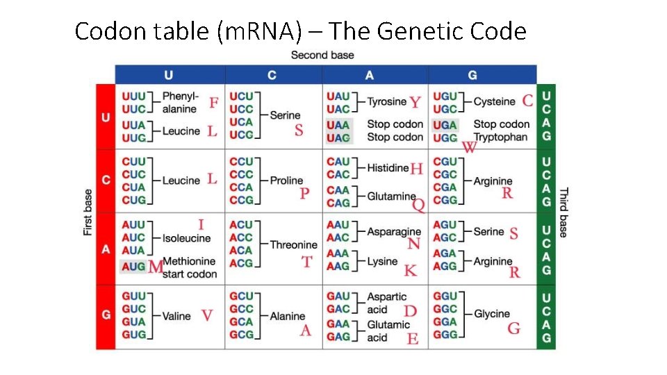 Codon table (m. RNA) – The Genetic Code 