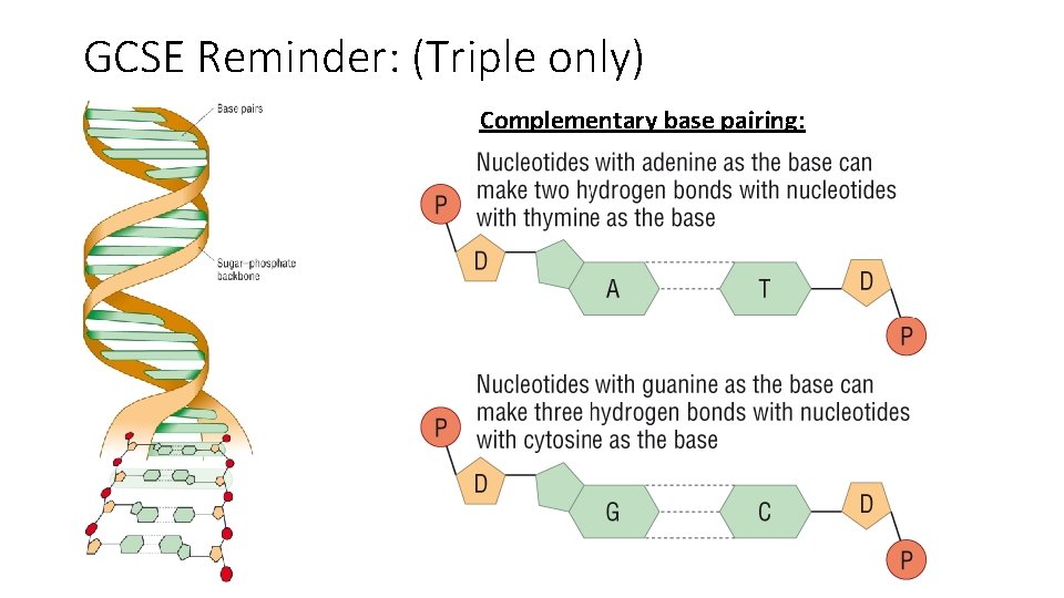 GCSE Reminder: (Triple only) Complementary base pairing: 