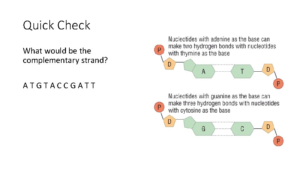 Quick Check What would be the complementary strand? ATGTACCGATT 