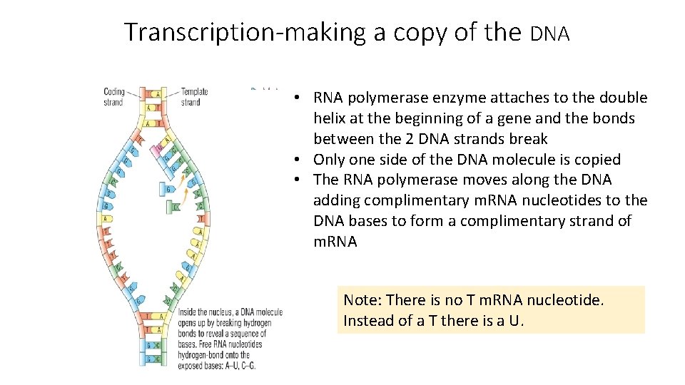 Transcription-making a copy of the DNA • RNA polymerase enzyme attaches to the double