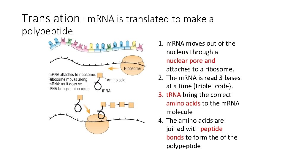 Translation- m. RNA is translated to make a polypeptide 1. m. RNA moves out