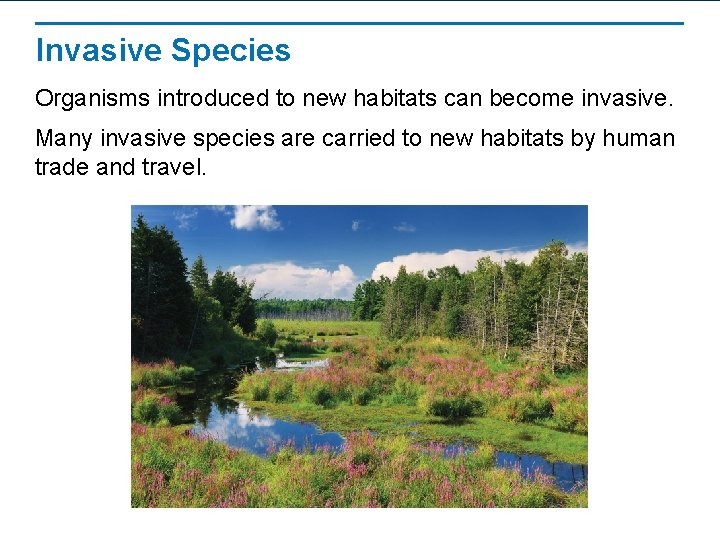 Invasive Species Organisms introduced to new habitats can become invasive. Many invasive species are