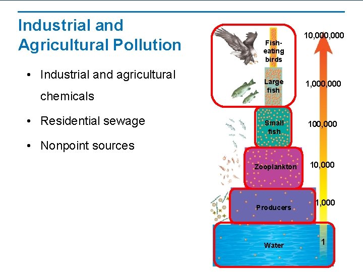 Industrial and Agricultural Pollution • Industrial and agricultural chemicals • Residential sewage Fisheating birds