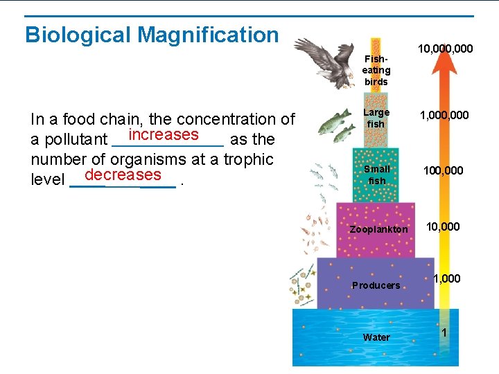 Biological Magnification Fisheating birds In a food chain, the concentration of a pollutant increases