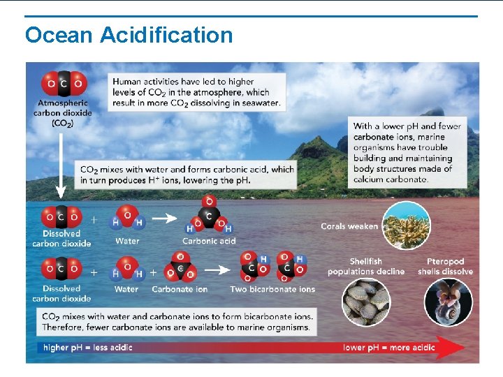 Ocean Acidification 