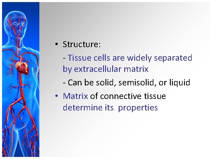 Histology 2 Connective Tissue By Dr Mohamed Nagui