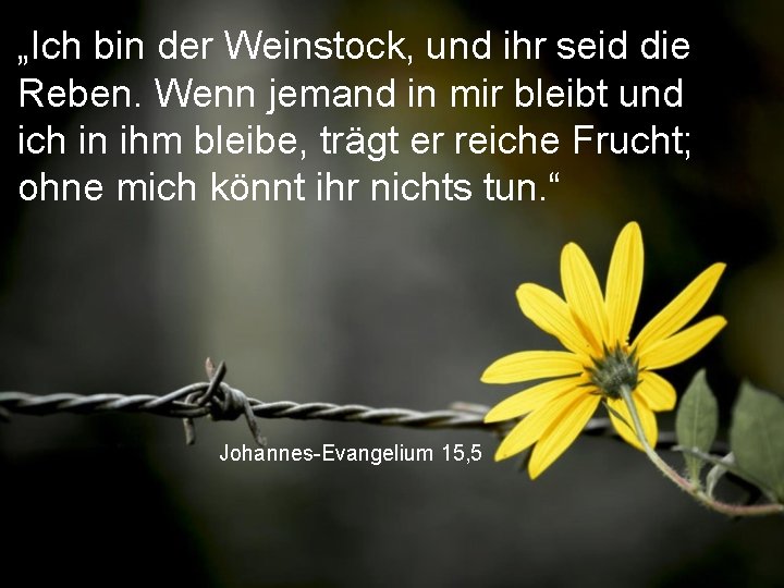 „Ich bin der Weinstock, und ihr seid die Reben. Wenn jemand in mir bleibt