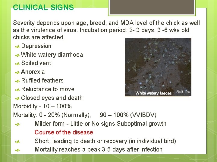 CLINICAL SIGNS Severity depends upon age, breed, and MDA level of the chick as