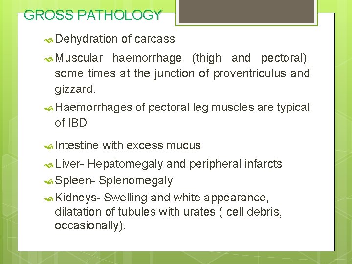 GROSS PATHOLOGY Dehydration of carcass Muscular haemorrhage (thigh and pectoral), some times at the