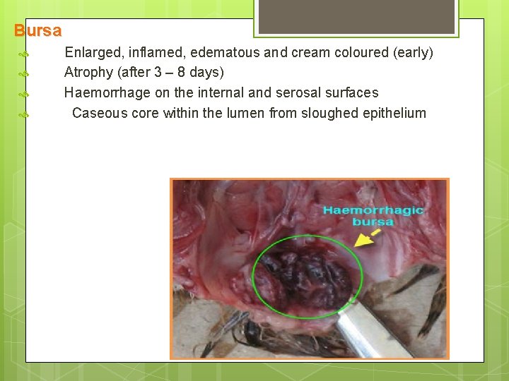 Bursa Enlarged, inflamed, edematous and cream coloured (early) Atrophy (after 3 – 8 days)