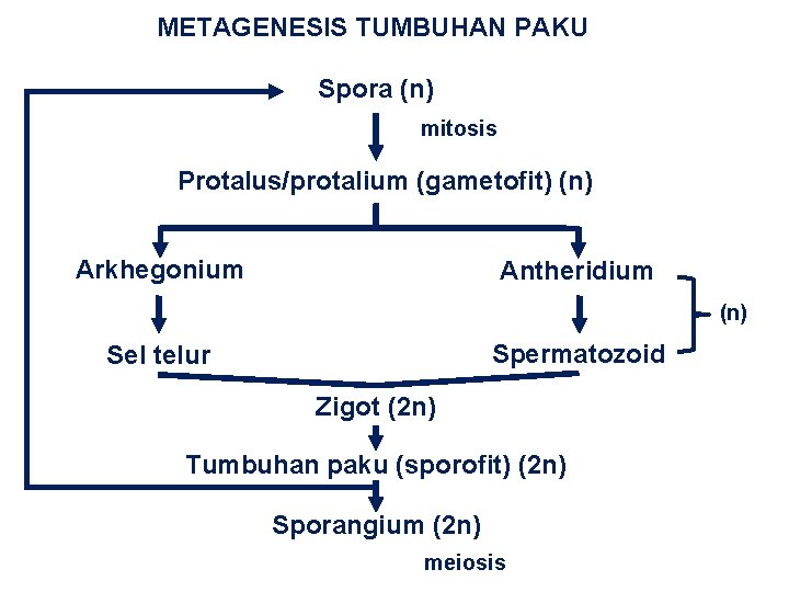 METAGENESIS TUMBUHAN PAKU Spora (n) mitosis Protalus/protalium (gametofit) (n) Arkhegonium Antheridium (n) Spermatozoid Sel