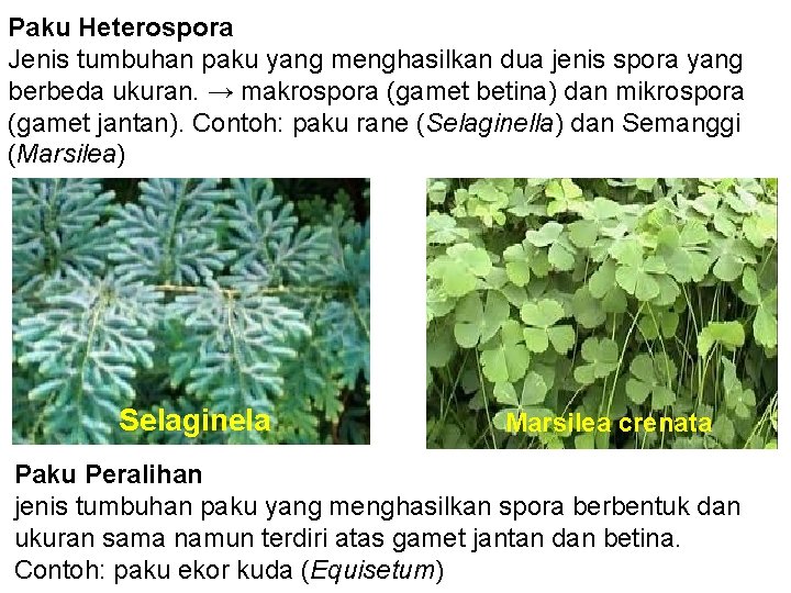 Paku Heterospora Jenis tumbuhan paku yang menghasilkan dua jenis spora yang berbeda ukuran. →