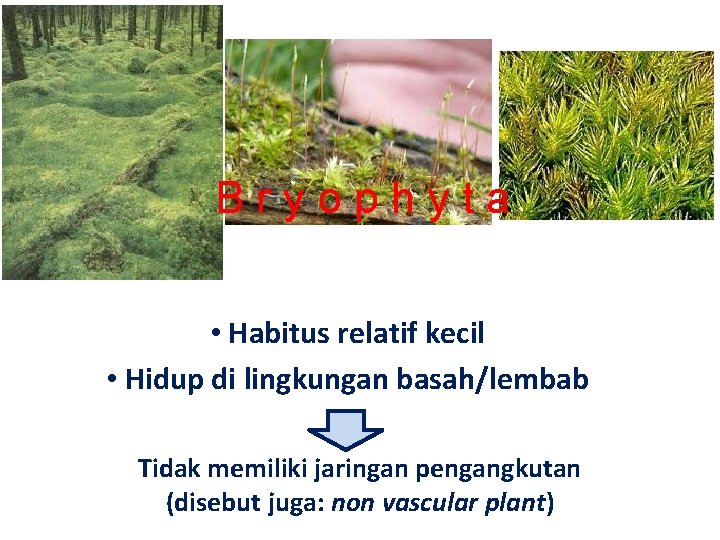 Bryophyta • Habitus relatif kecil • Hidup di lingkungan basah/lembab Tidak memiliki jaringan pengangkutan