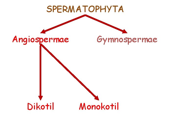 SPERMATOPHYTA Angiospermae Dikotil Gymnospermae Monokotil 