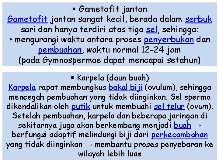 § Gametofit jantan sangat kecil, berada dalam serbuk sari dan hanya terdiri atas tiga