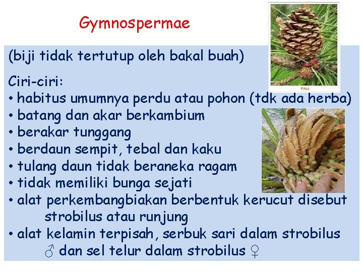 Gymnospermae (biji tidak tertutup oleh bakal buah) Ciri-ciri: • habitus umumnya perdu atau pohon